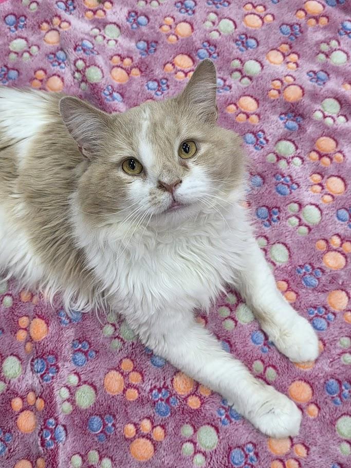Enlarge McSteamy - CT RESIDENTS ONLY, a ADOPTABLE Domestic Long Hair in Norwich, CT image 5/6