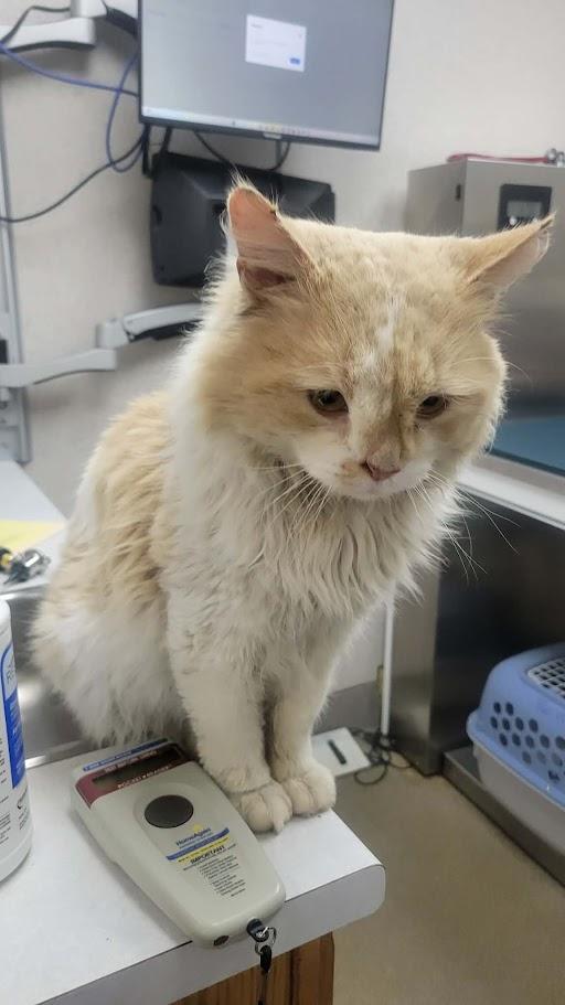 Enlarge McSteamy - CT RESIDENTS ONLY, a ADOPTABLE Domestic Long Hair in Norwich, CT image 4/6