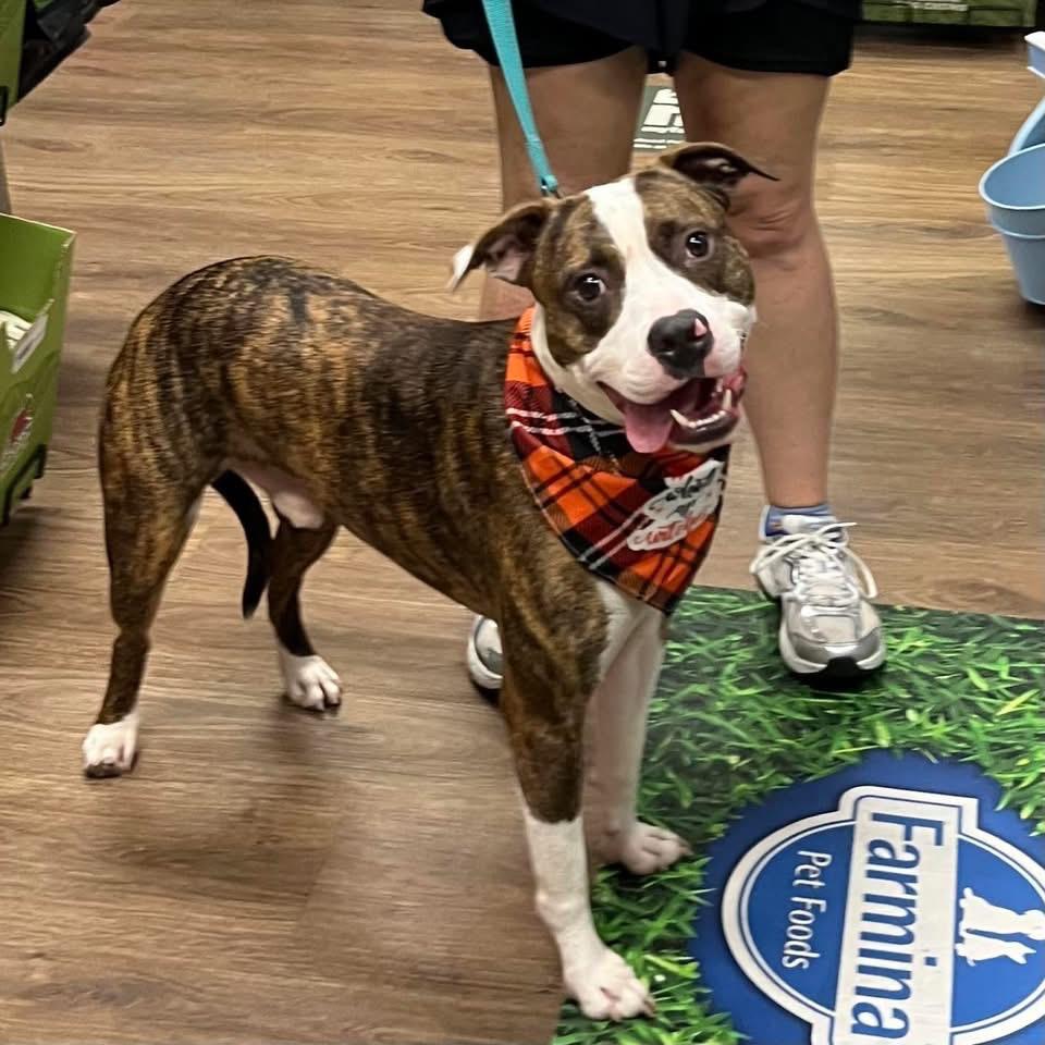 Davy, Adoptable, Adult Male American Staffordshire Terrier & Terrier.