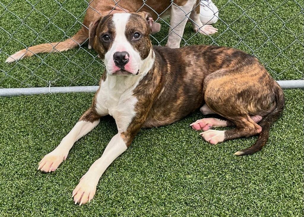 Davy, a Adoptable mixed breed in Hartsville, SC image 3/6