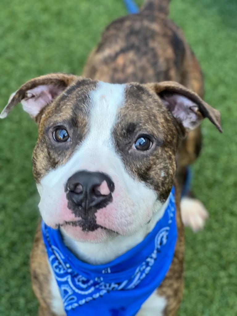 Davy, a Adoptable mixed breed in Hartsville, SC image 4/6