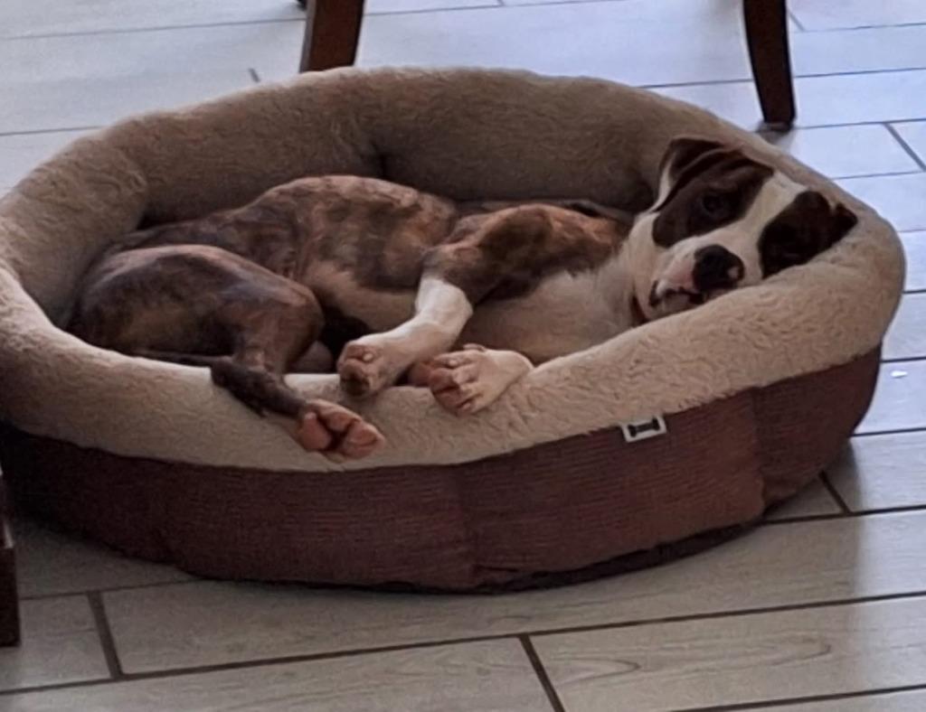 Davy, a Adoptable mixed breed in Hartsville, SC image 5/6