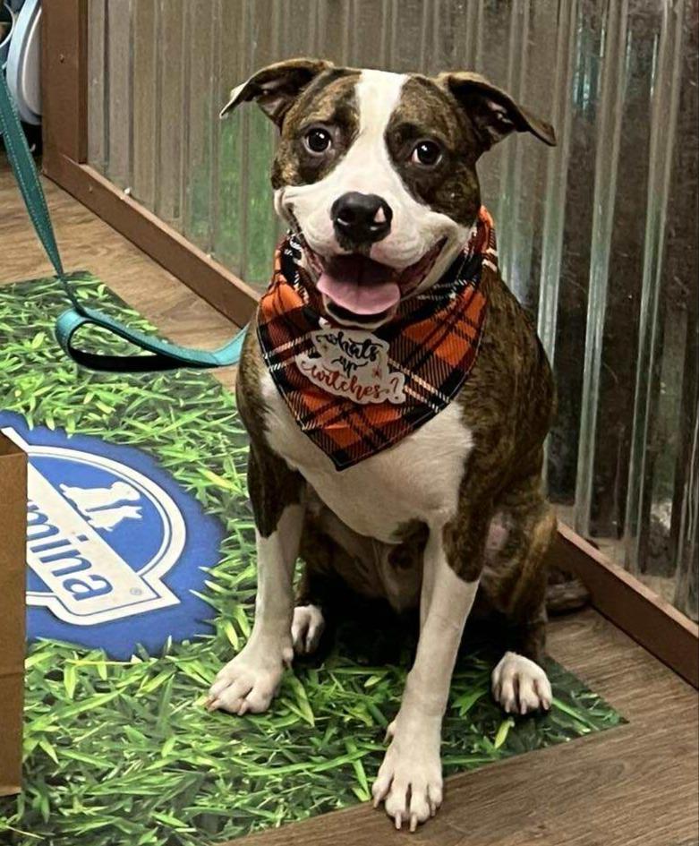 Davy, a Adoptable mixed breed in Hartsville, SC image 6/6