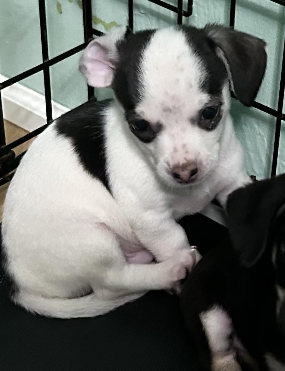 Mickey, ADOPTABLE, Puppy Male Chihuahua.