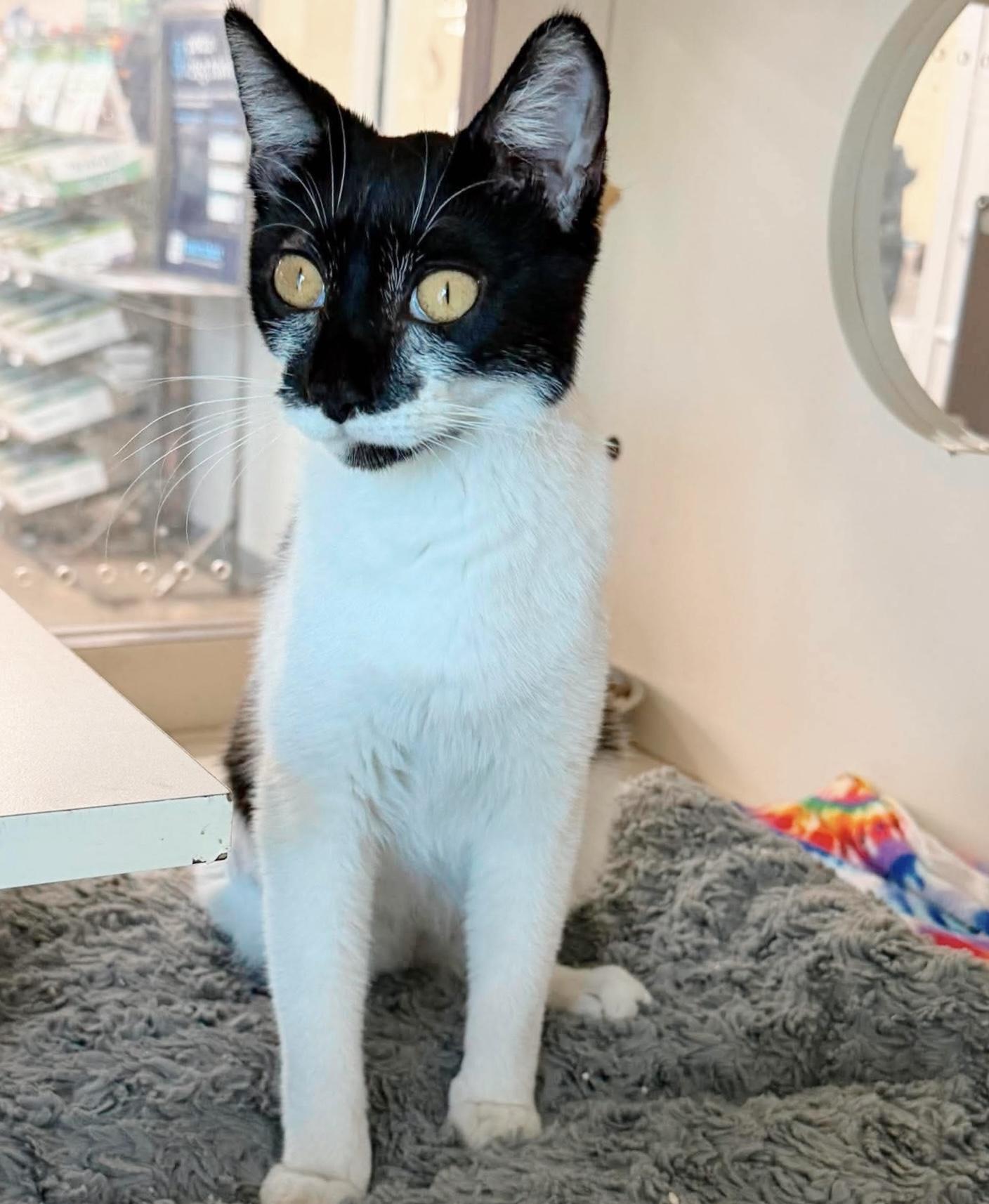 Trinket, an adopted Tuxedo in Philadelphia, PA image 4/6