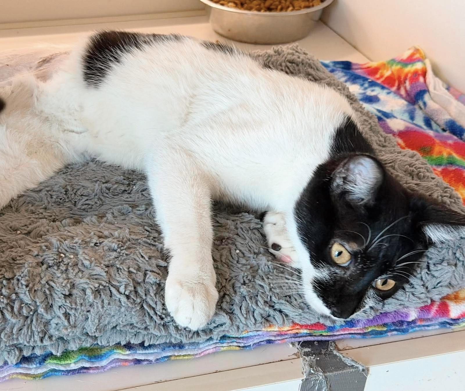 Trinket, an adopted Tuxedo in Philadelphia, PA image 5/6