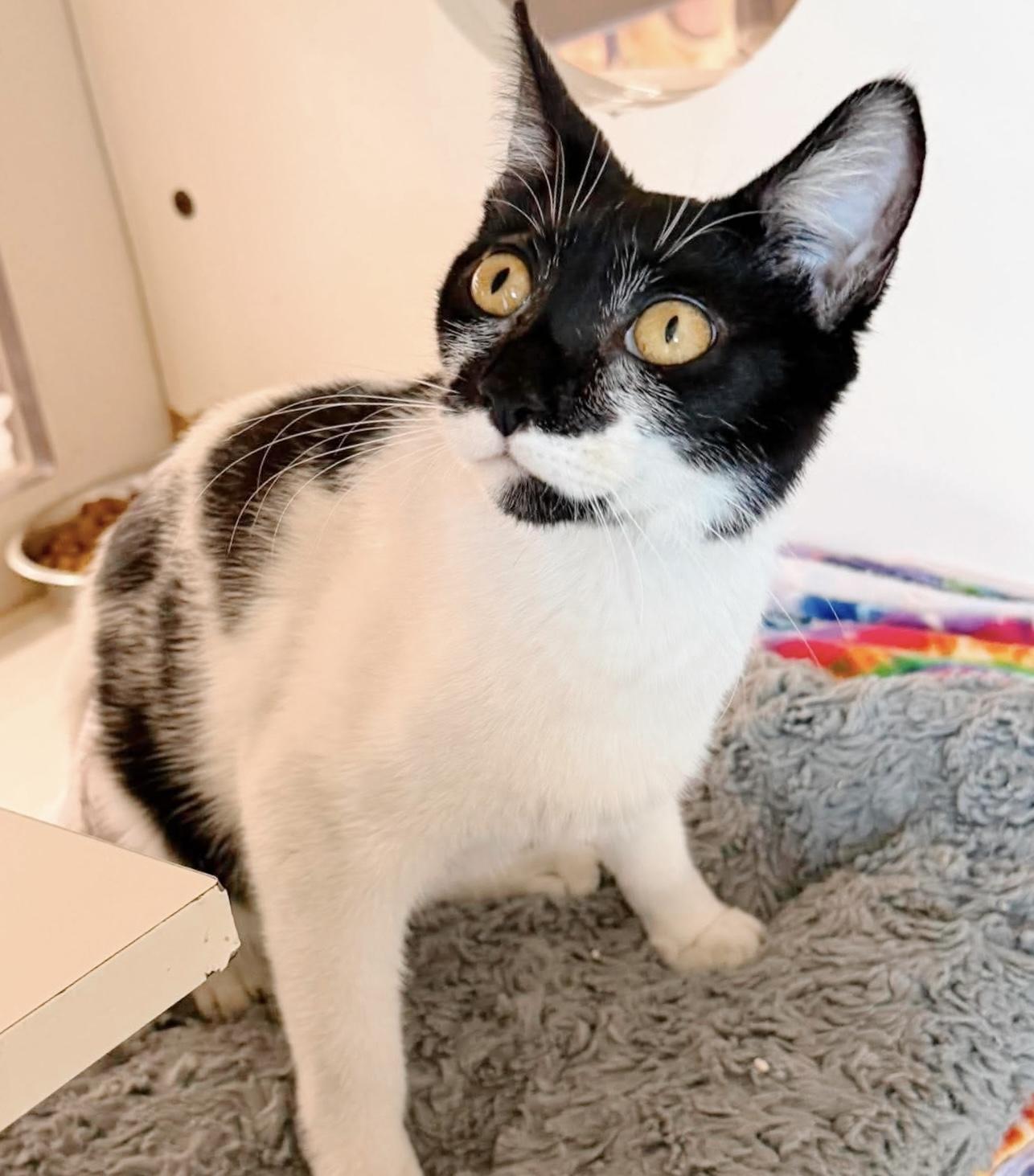 Trinket, an adopted Tuxedo in Philadelphia, PA image 3/6