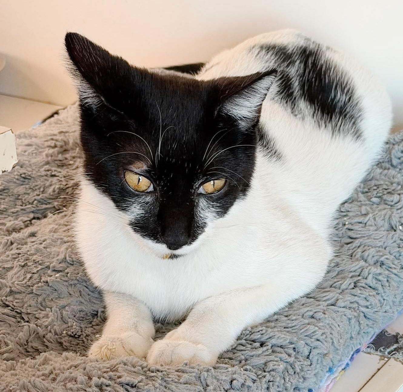Trinket, an adopted Tuxedo in Philadelphia, PA image 6/6