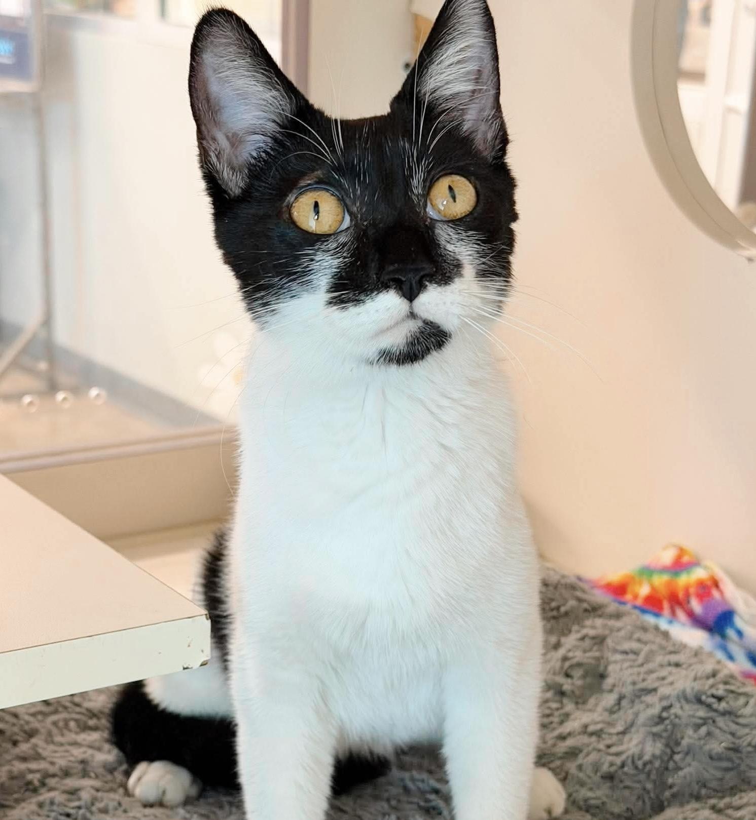 Trinket, an adopted Tuxedo in Philadelphia, PA image 2/6
