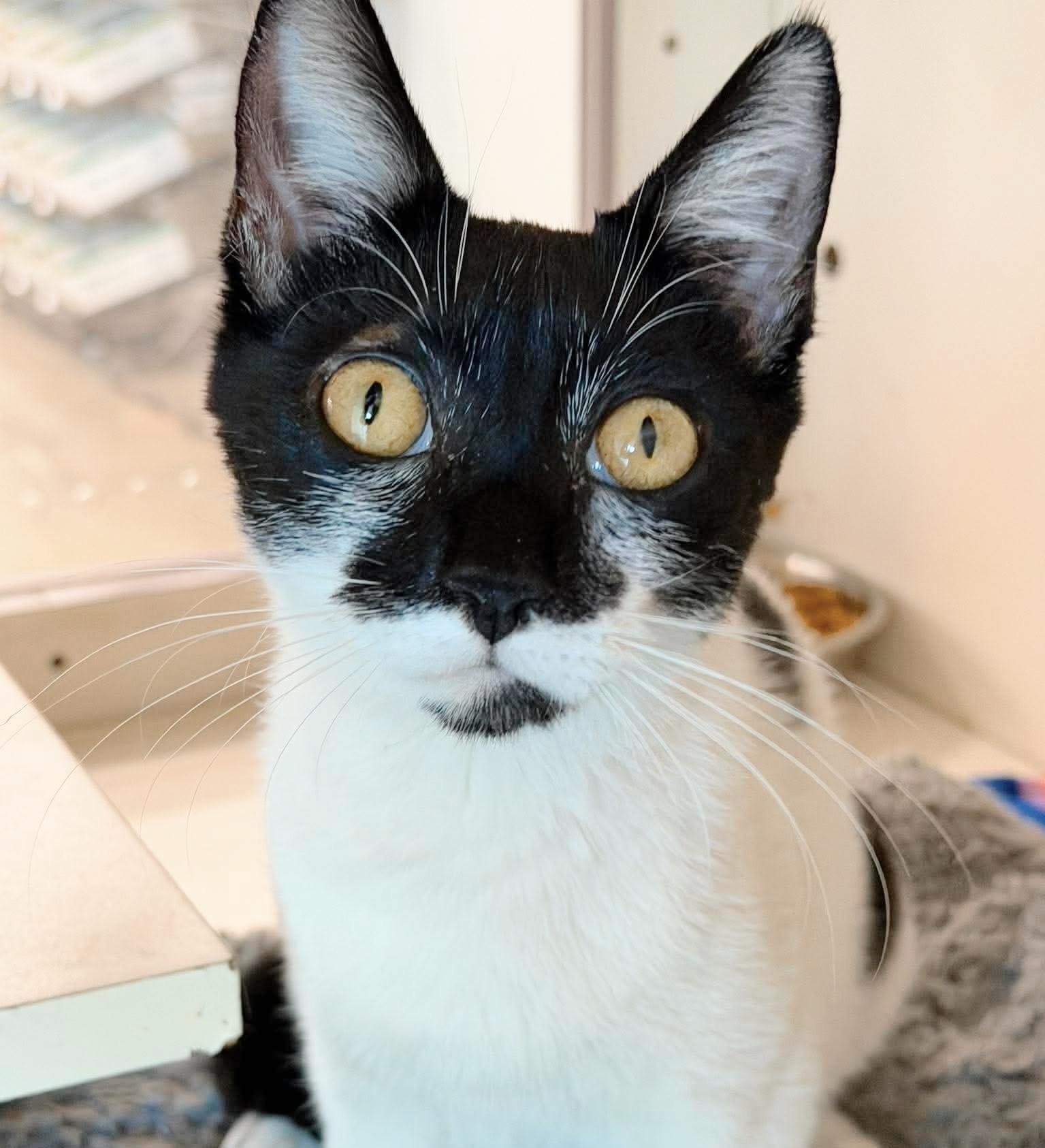 Trinket, an adopted Tuxedo in Philadelphia, PA image 1/6
