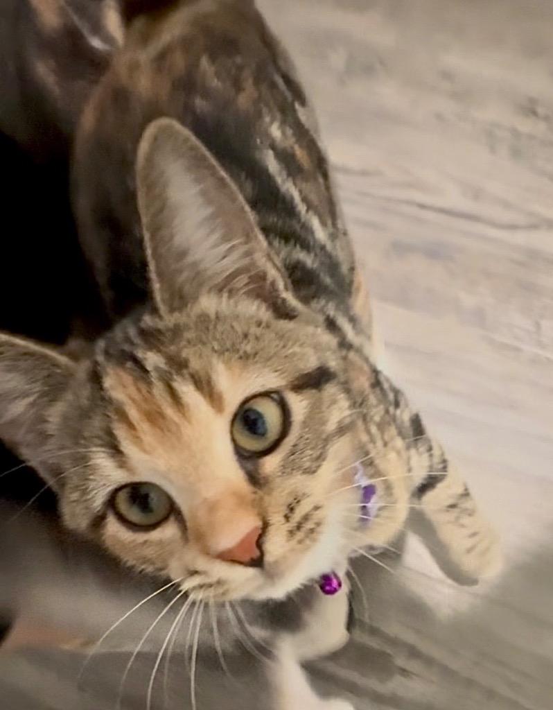 LB, Adoptable, Kitten Female Domestic Short Hair.