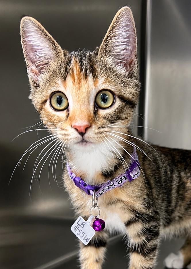 Enlarge LB, a Adoptable mixed breed in Labelle, FL image 2/6