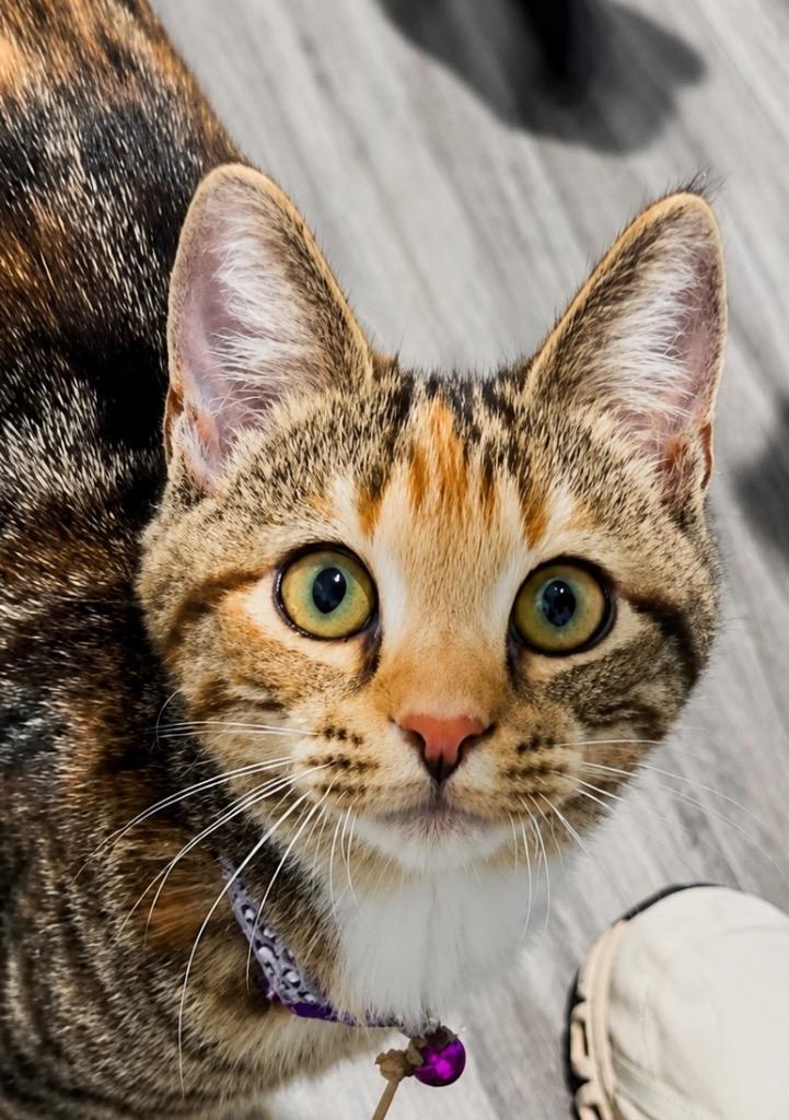 Enlarge LB, a Adoptable mixed breed in Labelle, FL image 3/6