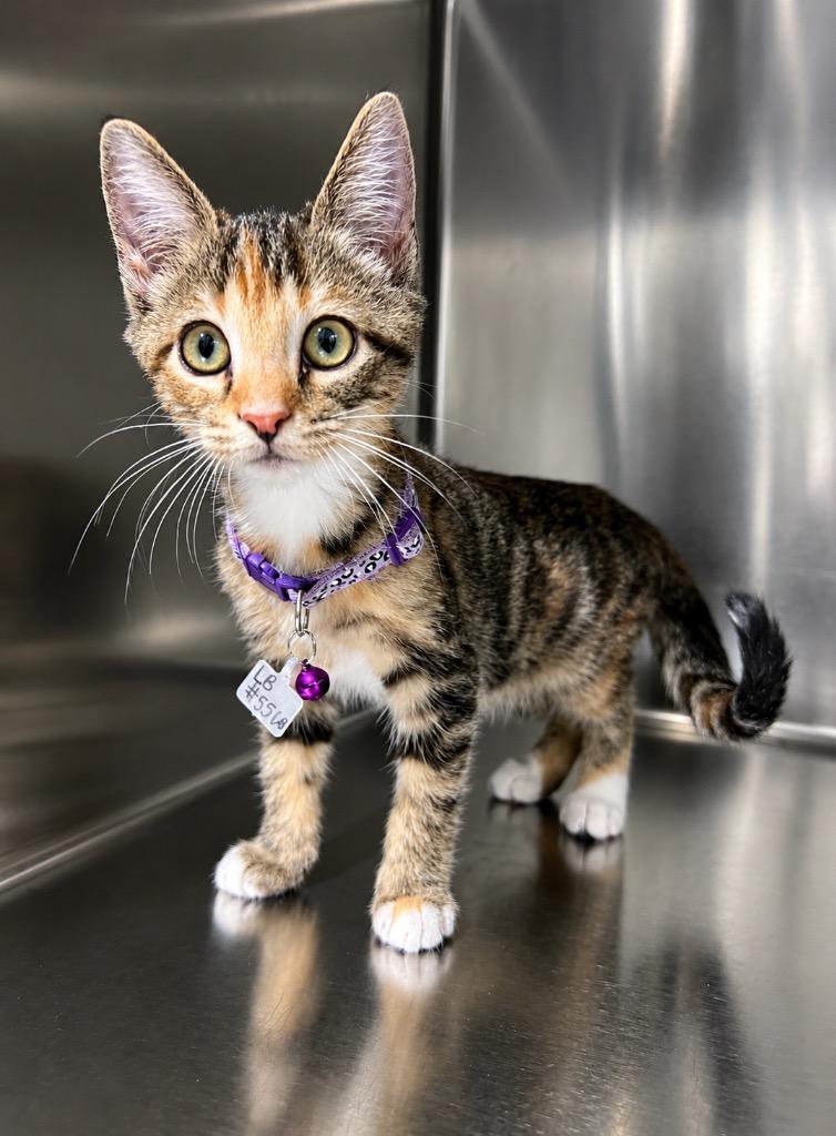 Enlarge LB, a Adoptable mixed breed in Labelle, FL image 4/6