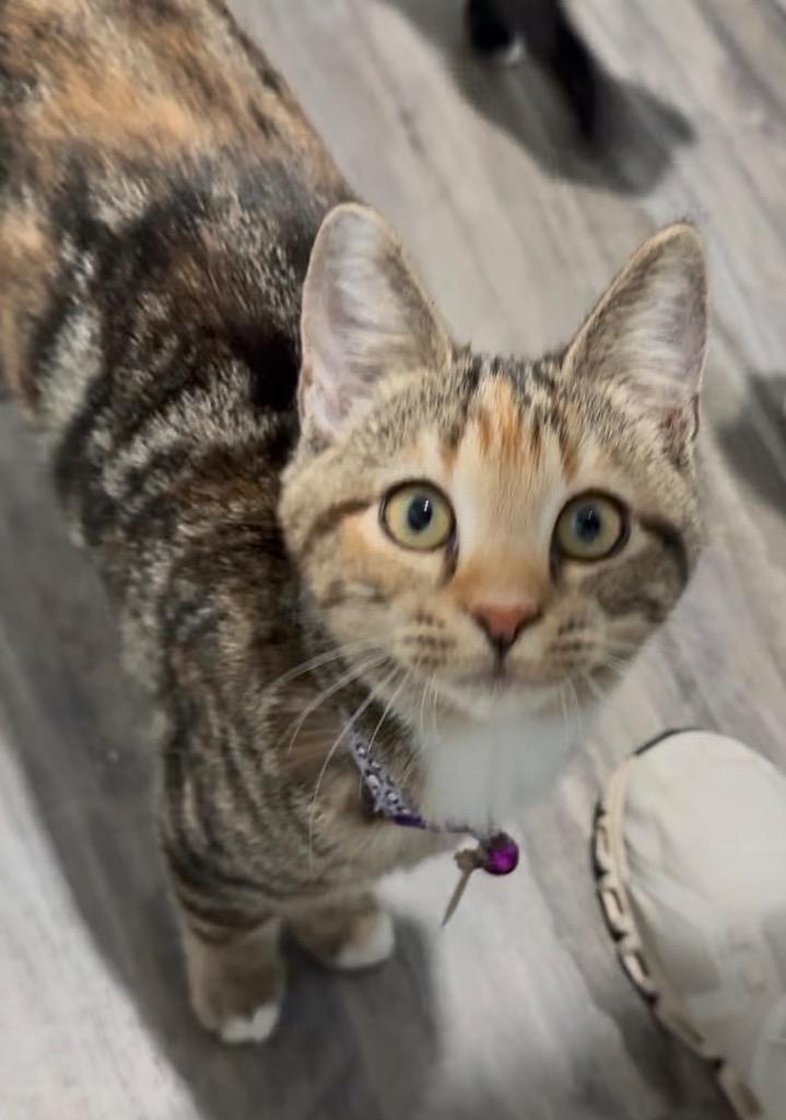 Enlarge LB, a Adoptable mixed breed in Labelle, FL image 5/6