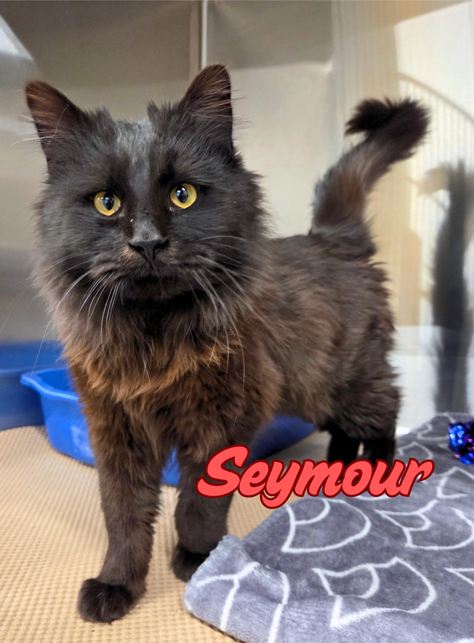 Enlarge Seymour, an adopted Domestic Long Hair in Nevada, IA image 1/1