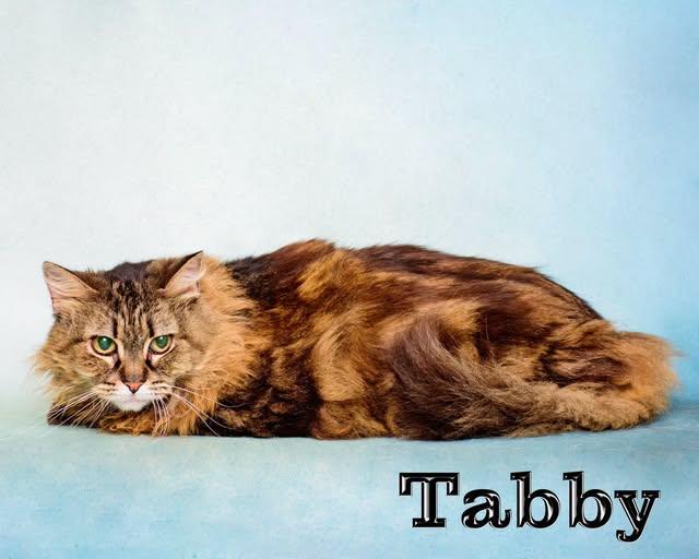 Tabby, ADOPTABLE, Senior Female Domestic Long Hair.