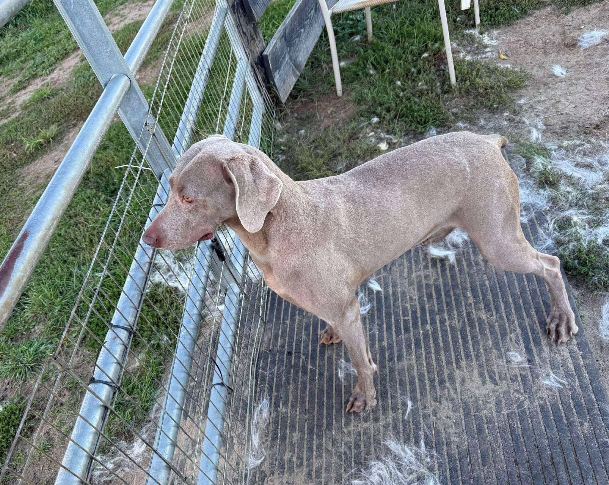 Molly, Adoptable, Adult Female Weimaraner.
