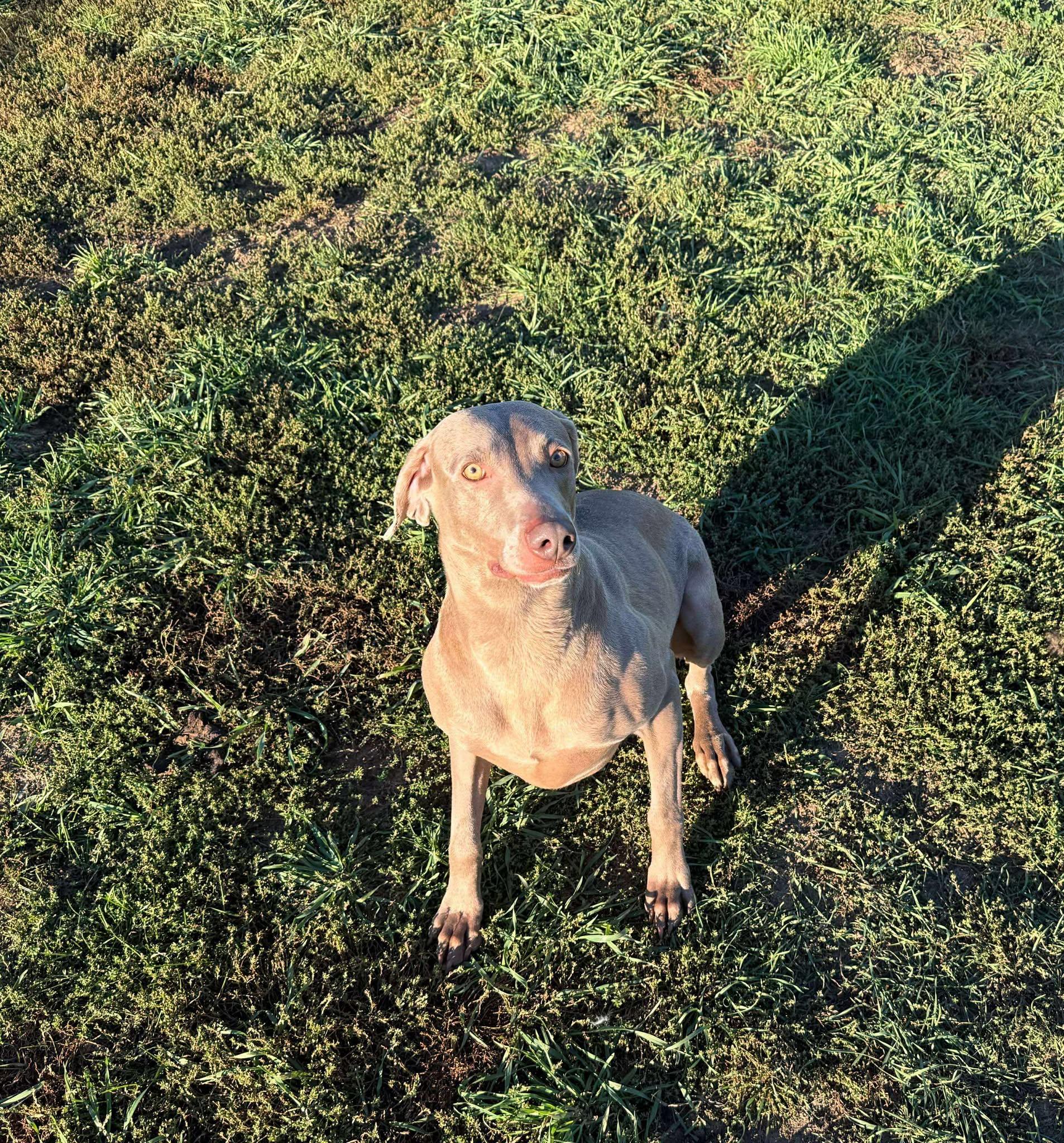 Enlarge Molly, a Adoptable Weimaraner in Lisle, ON image 3/3