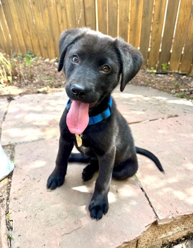 Enlarge Timothee Chalamet, a Adoptable mixed breed in Boulder, CO image 1/3