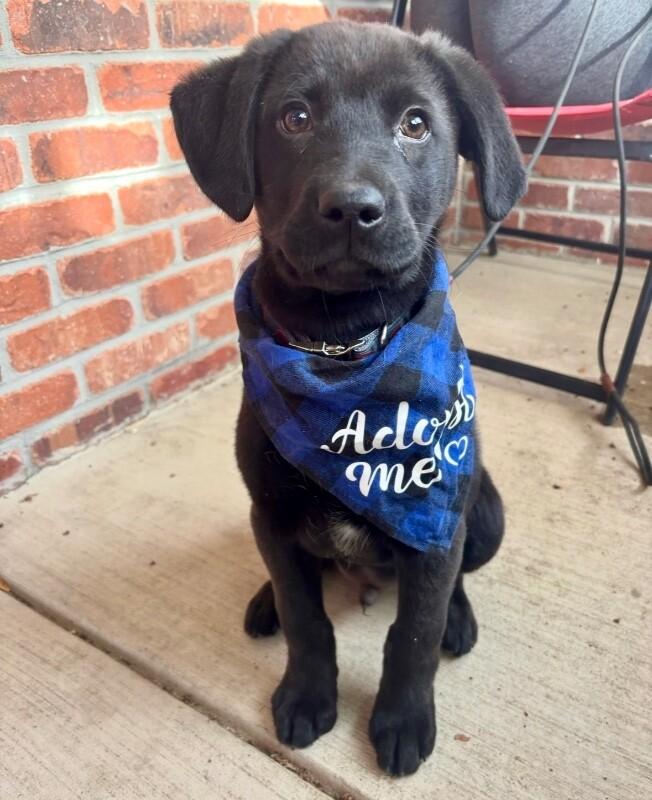 Enlarge Timothee Chalamet, a Adoptable mixed breed in Boulder, CO image 2/3