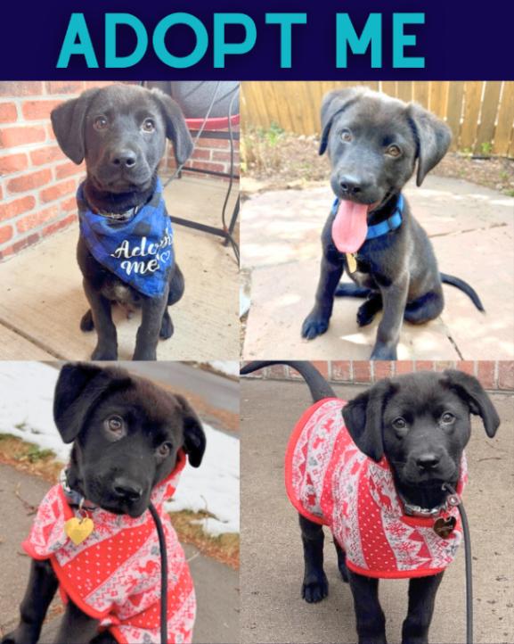 Enlarge Timothee Chalamet, a Adoptable mixed breed in Boulder, CO image 3/3