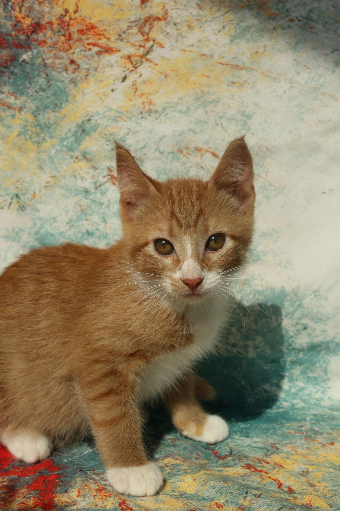 Enlarge Tamburro, a Adopted Domestic Short Hair in New Prague, MN image 1/3