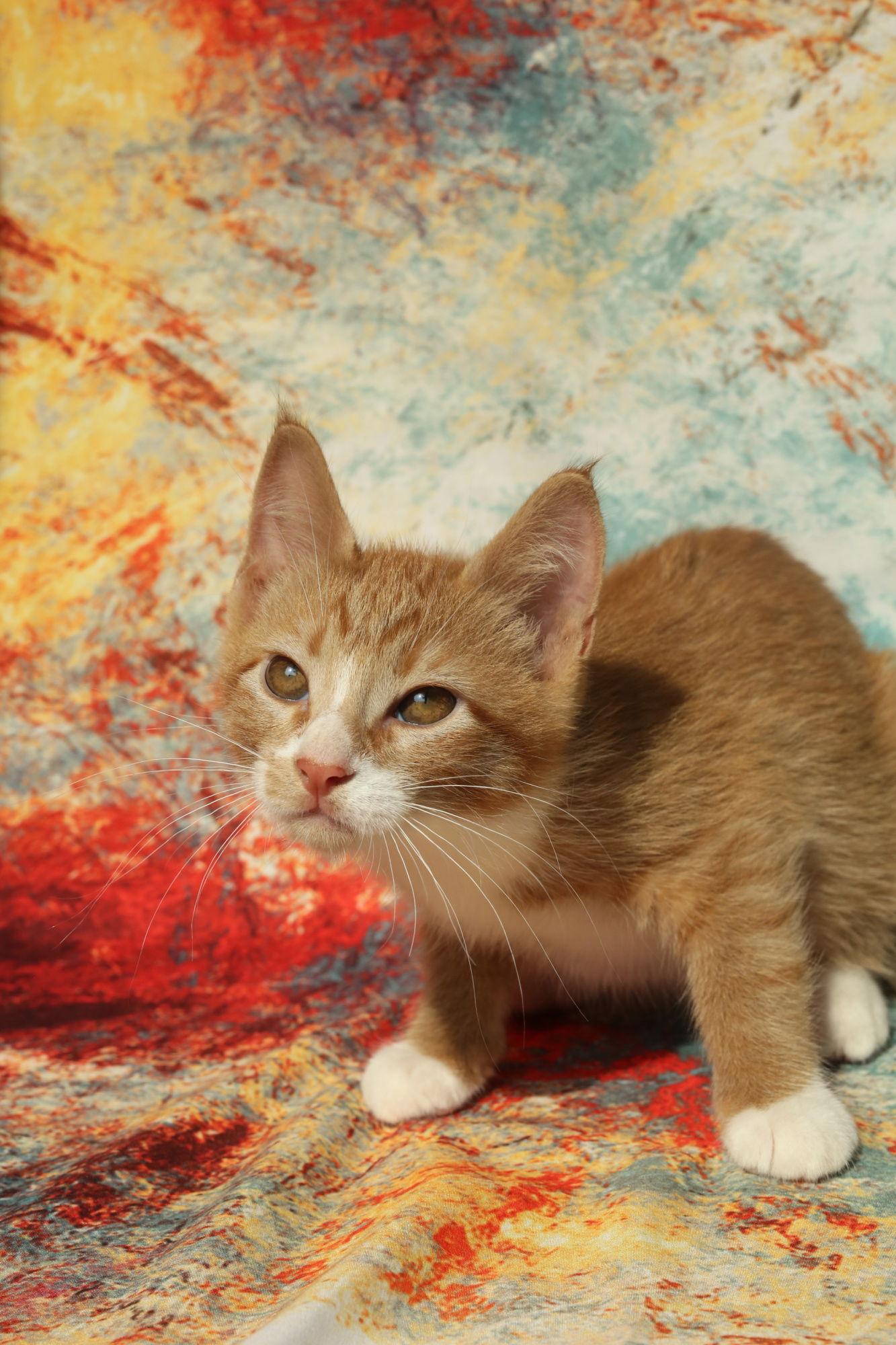 Enlarge Tamburro, a Adopted Domestic Short Hair in New Prague, MN image 2/3