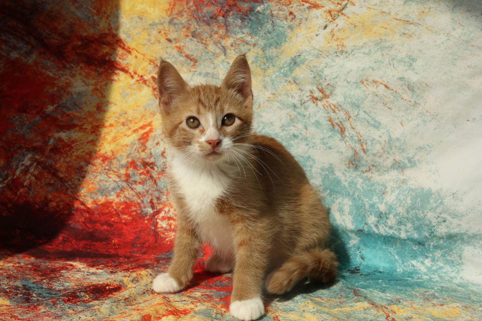 Enlarge Tamburro, a Adopted Domestic Short Hair in New Prague, MN image 3/3