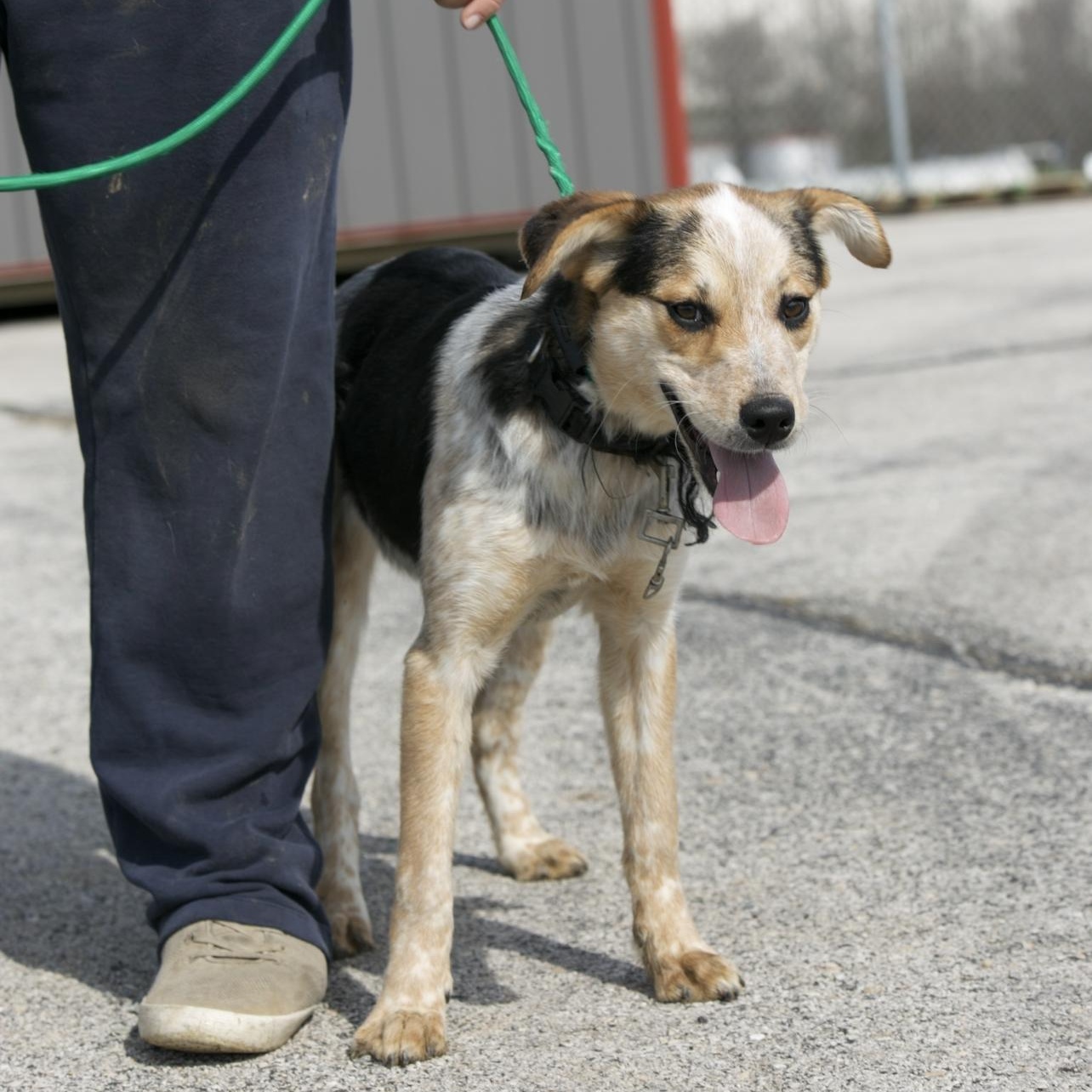 Enlarge Daphne, a ADOPTABLE mixed breed in Mount Sterling, KY image 3/3