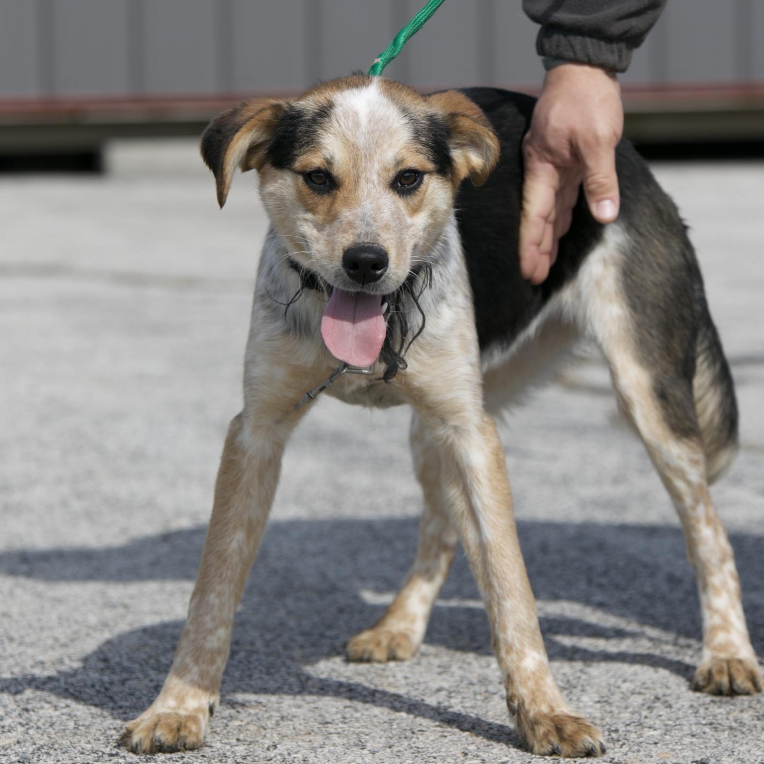 Enlarge Daphne, a ADOPTABLE mixed breed in Mount Sterling, KY image 2/3