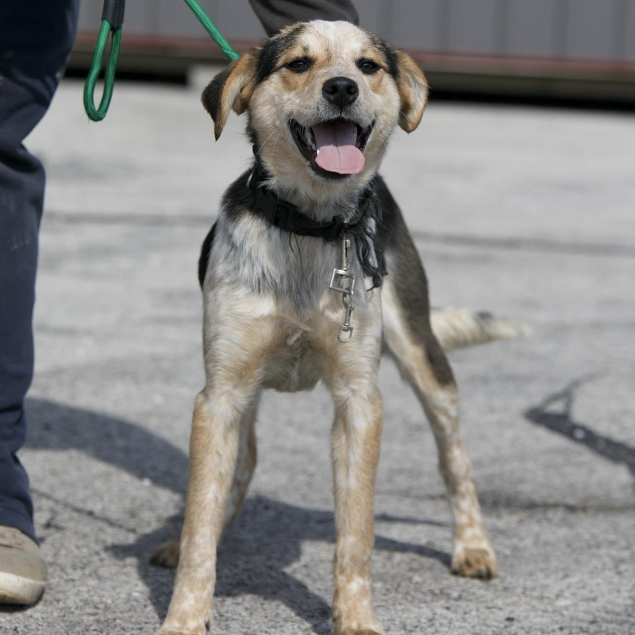Daphne, ADOPTABLE, Young Female Beagle & Yellow Labrador Retriever.