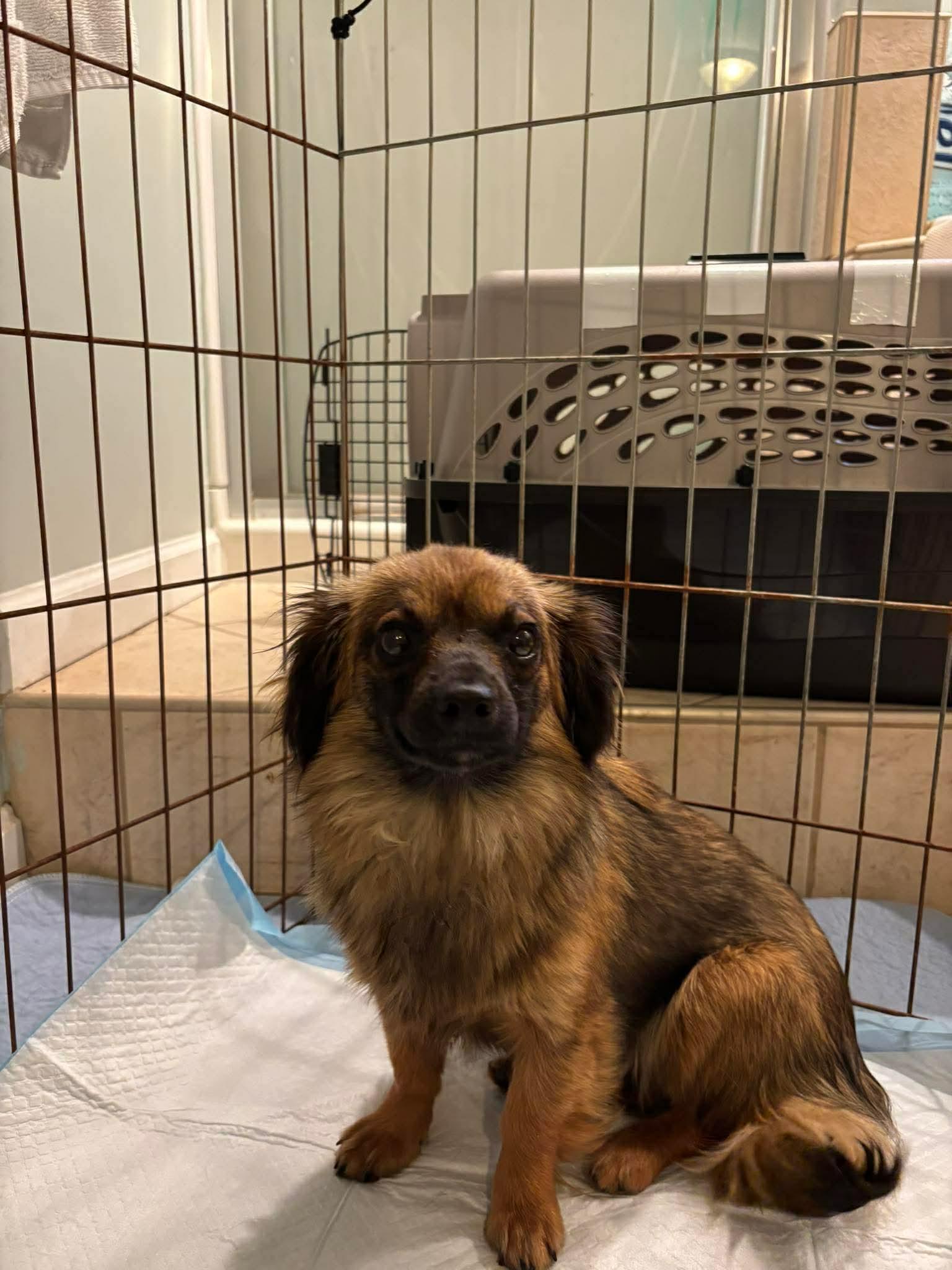 Daisy, Adoptable, Young Female Pekingese & Dachshund.