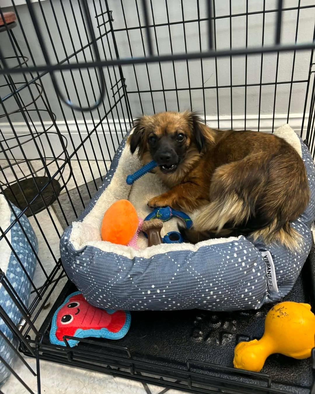 Enlarge Daisy, a Adoptable mixed breed in Richmond, KY image 2/4
