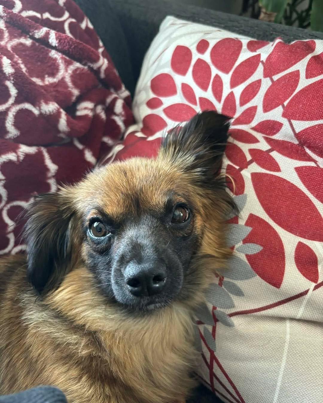 Enlarge Daisy, a Adoptable mixed breed in Richmond, KY image 3/4