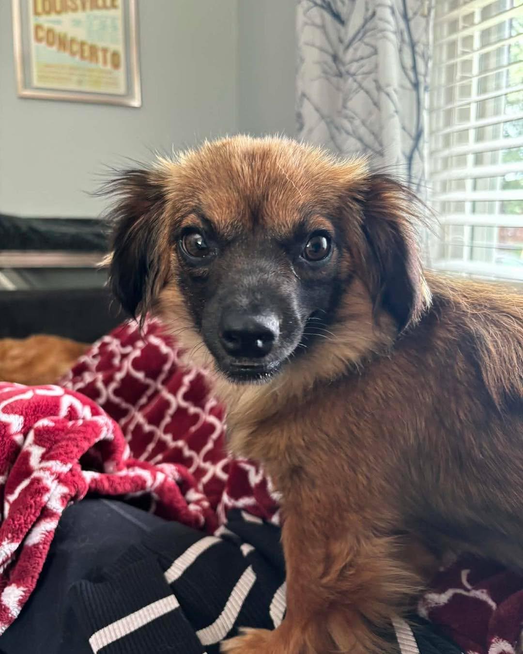 Enlarge Daisy, a Adoptable mixed breed in Richmond, KY image 4/4