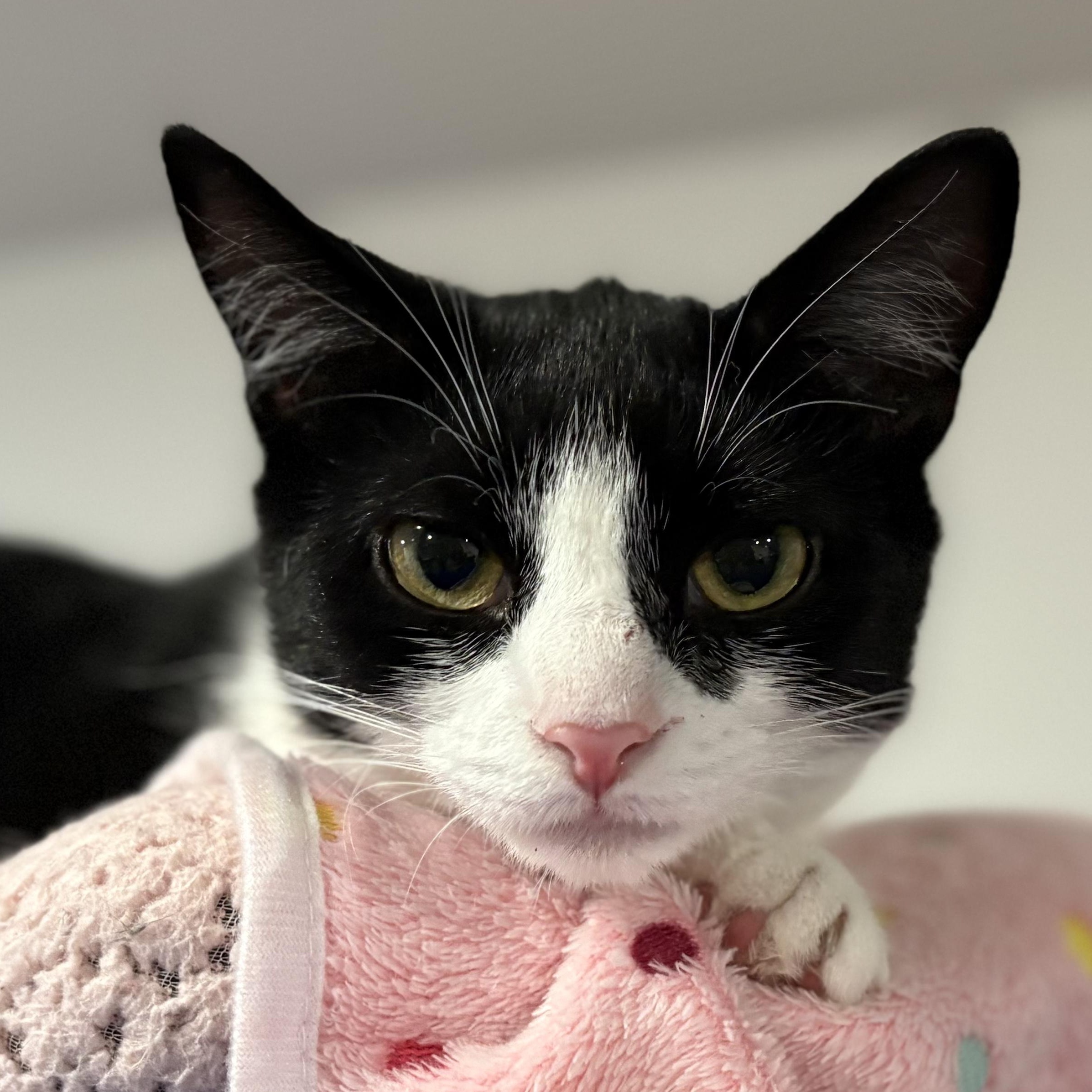 Patches, a Adoptable Domestic Short Hair in North Huntingdon, PA image 2/6