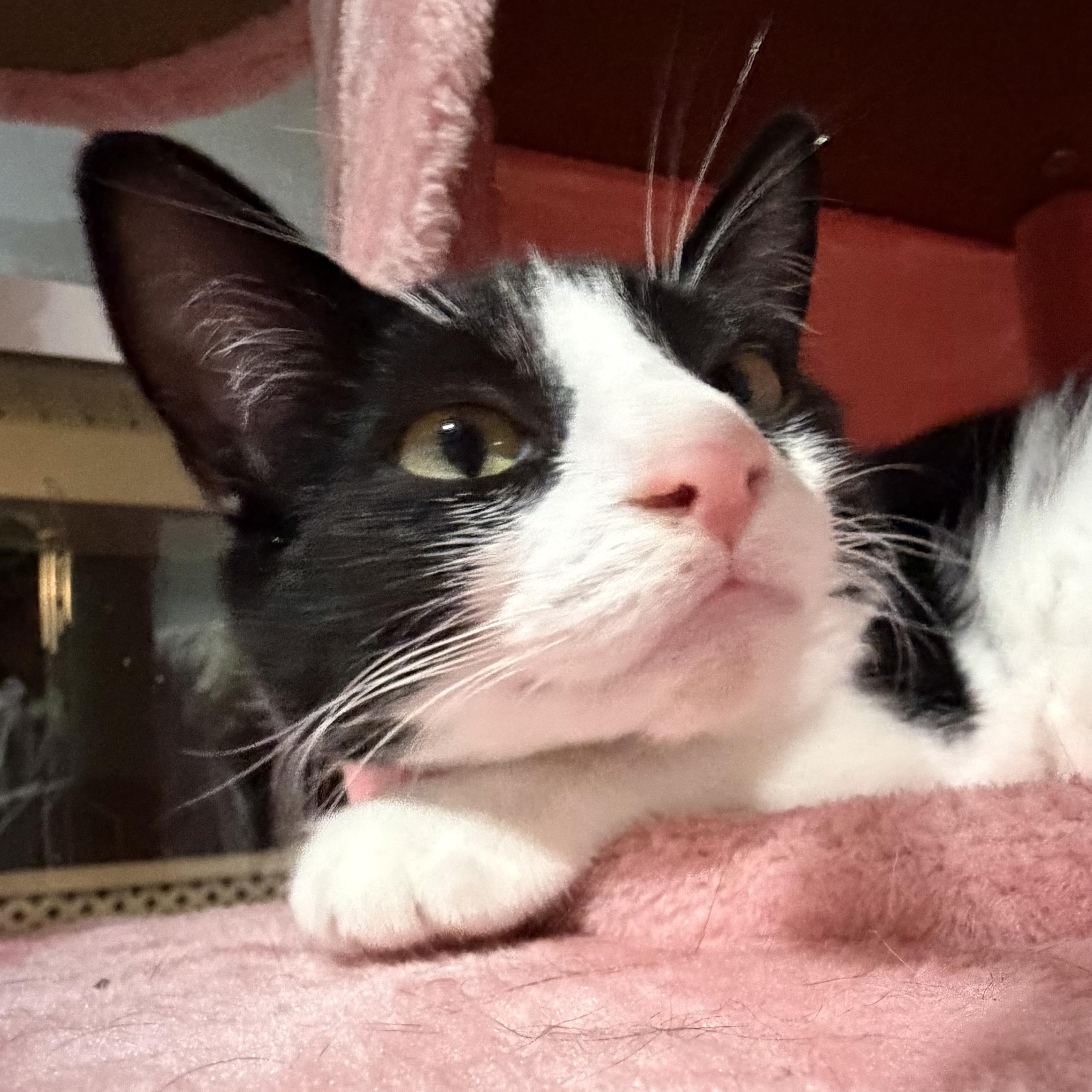 Enlarge Patches, a Adoptable Domestic Short Hair in North Huntingdon, PA image 6/6