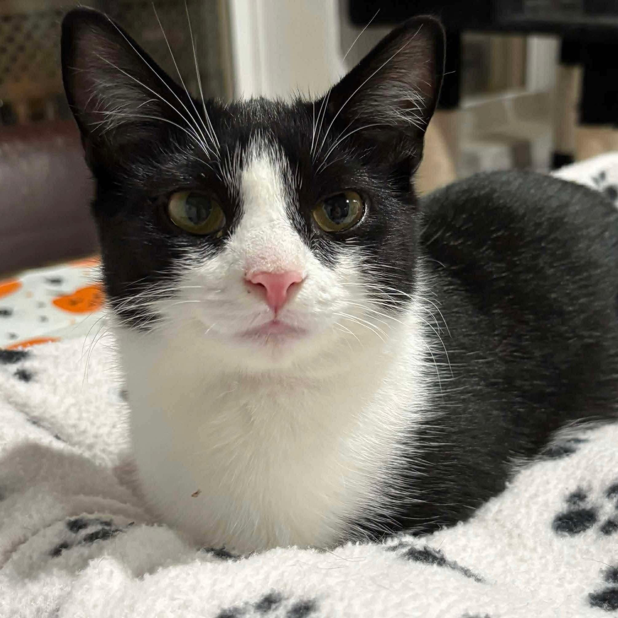 Patches, a Adoptable Domestic Short Hair in North Huntingdon, PA image 3/6