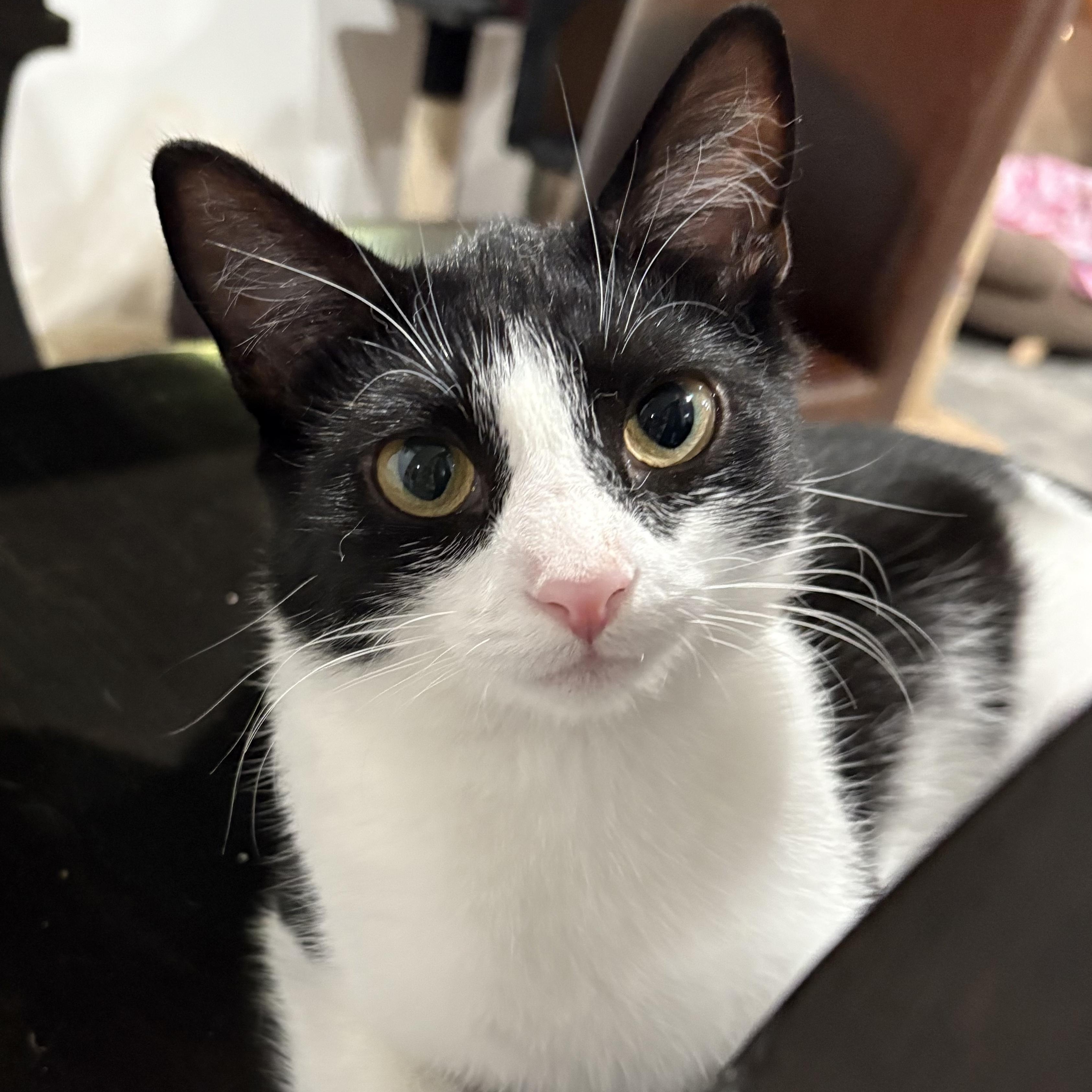 Patches, a Adoptable Domestic Short Hair in North Huntingdon, PA image 1/6