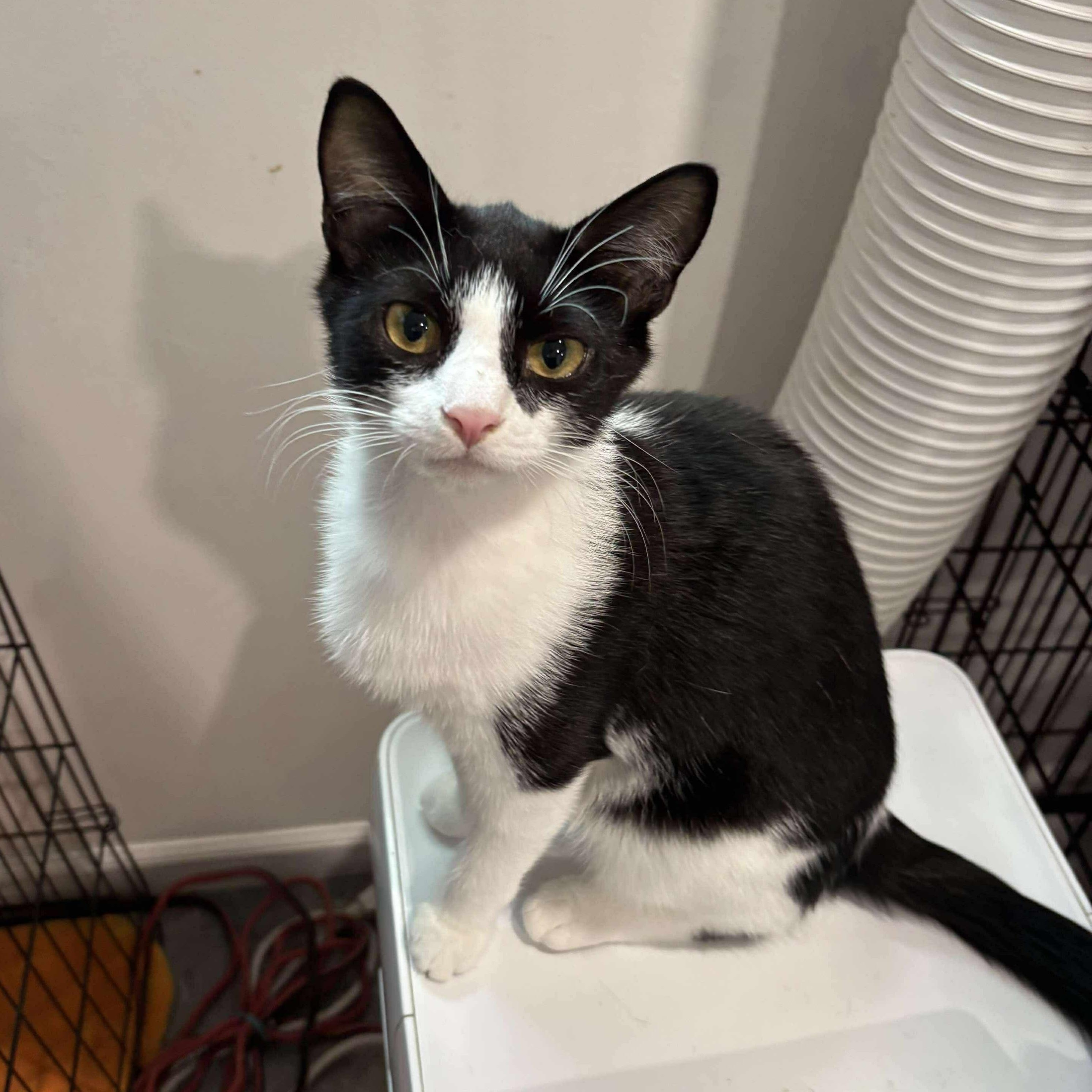 Patches, Young Male unknown