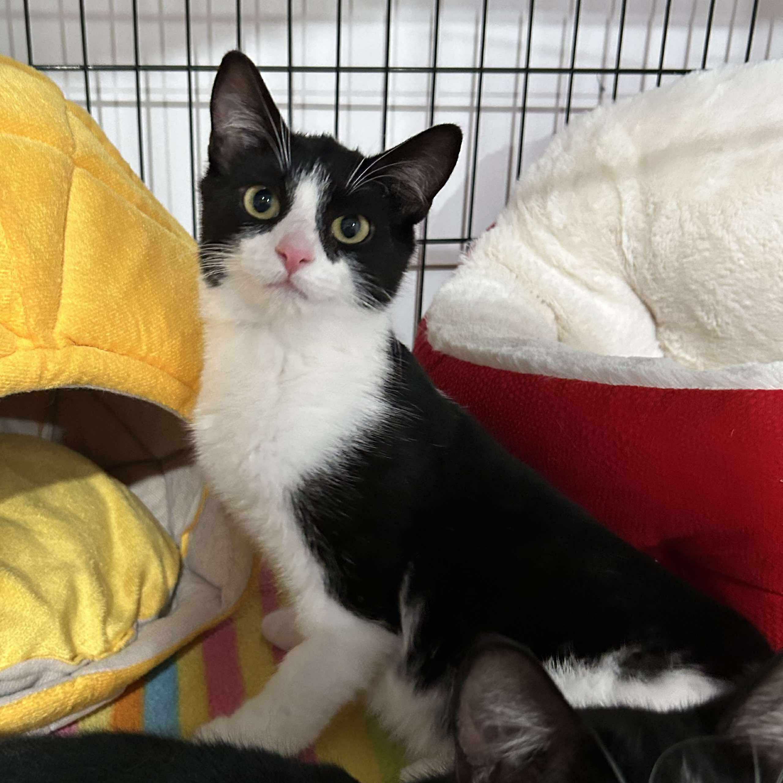 Patches, Young Male unknown