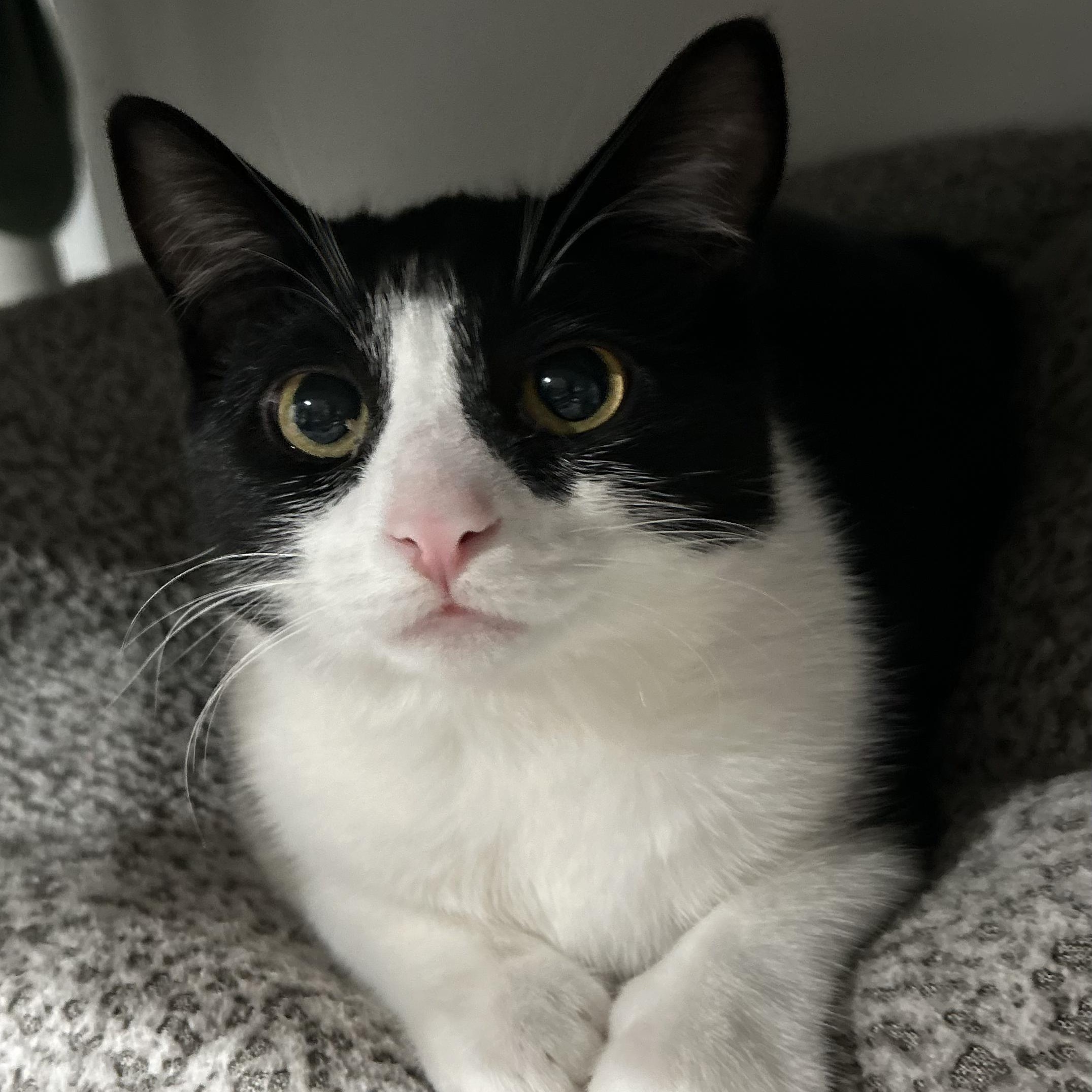 Patches, a Adoptable Domestic Short Hair in North Huntingdon, PA image 4/6