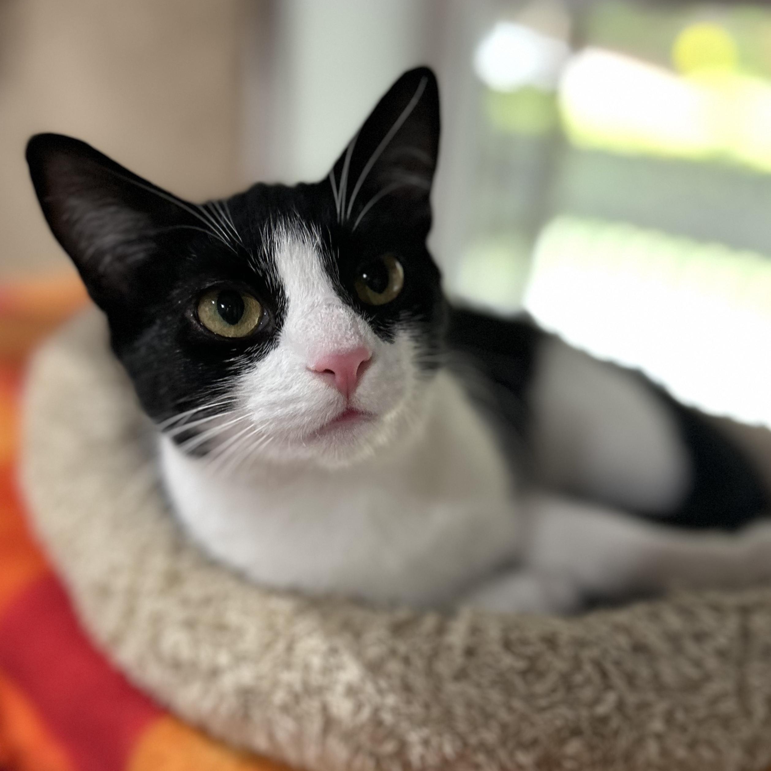 Patches, a Adoptable Domestic Short Hair in North Huntingdon, PA image 5/6