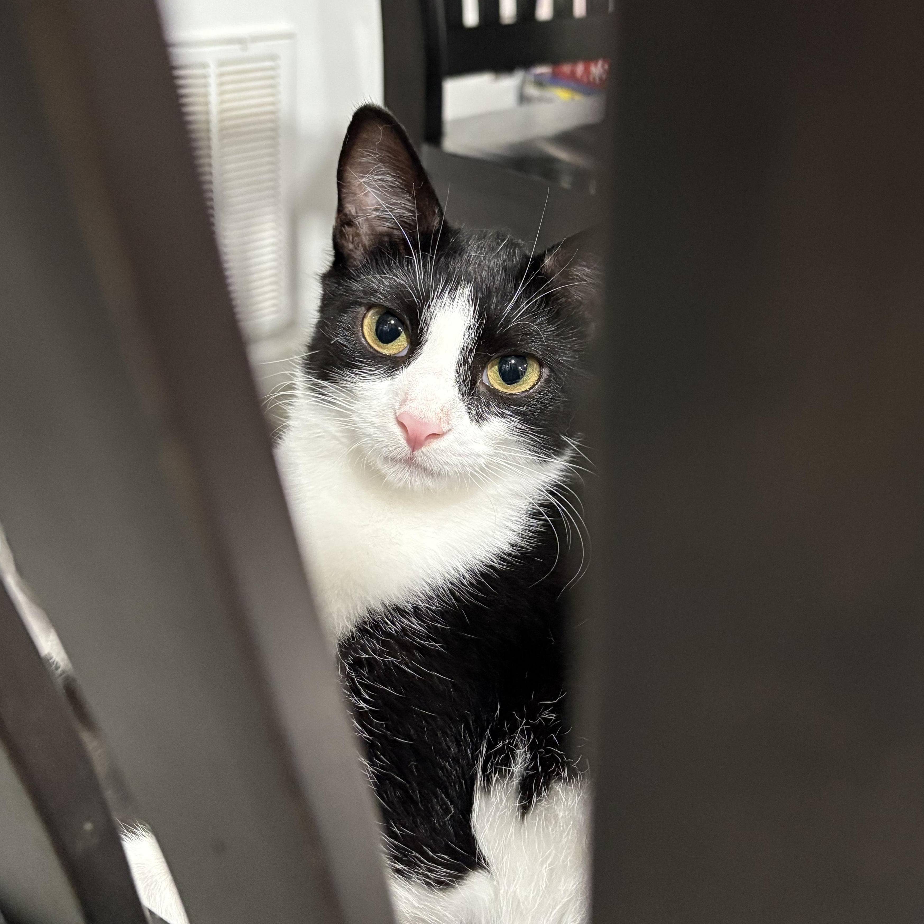Patches, a Adoptable Domestic Short Hair in North Huntingdon, PA image 6/6