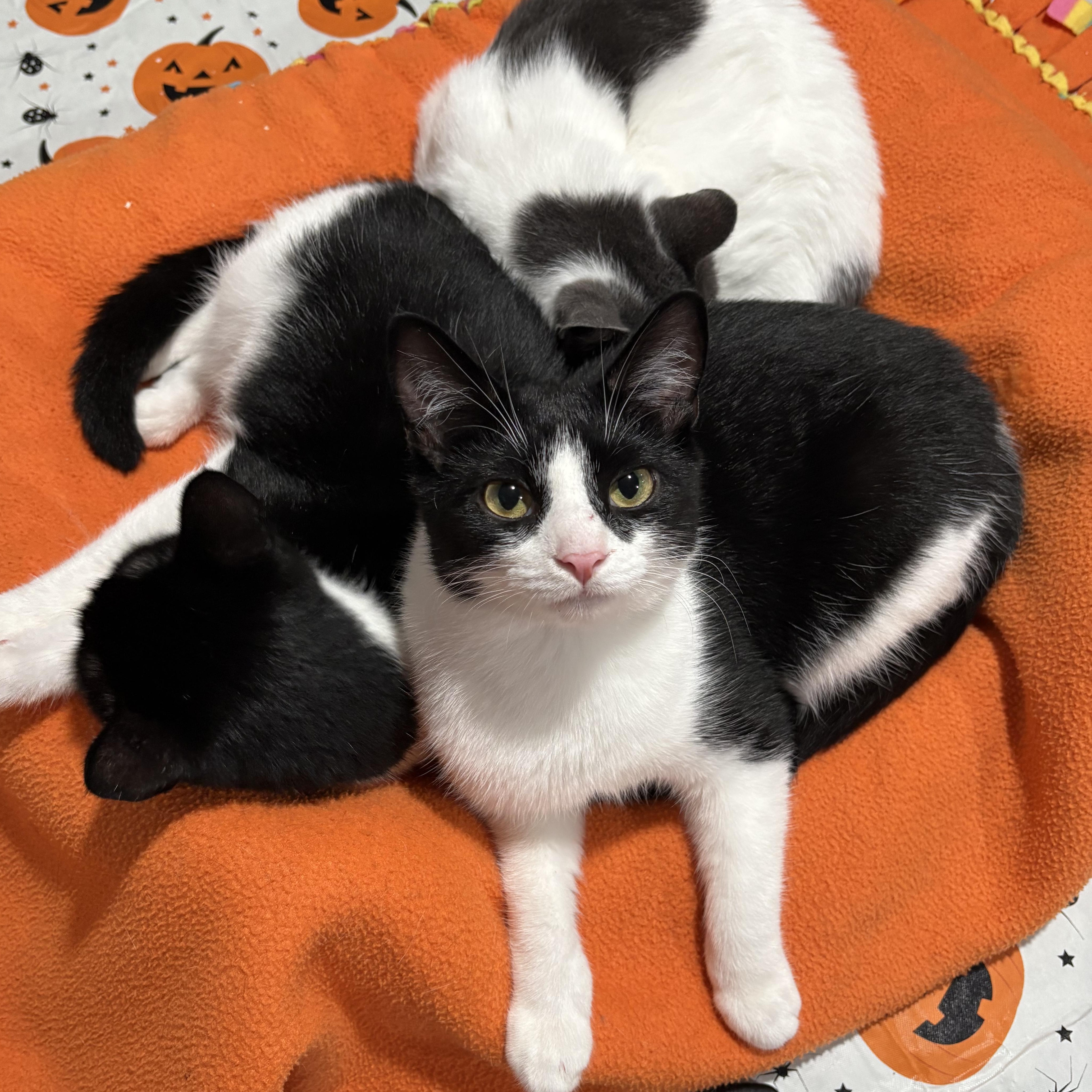 Enlarge Patches, a Adoptable Domestic Short Hair in North Huntingdon, PA image 1/6