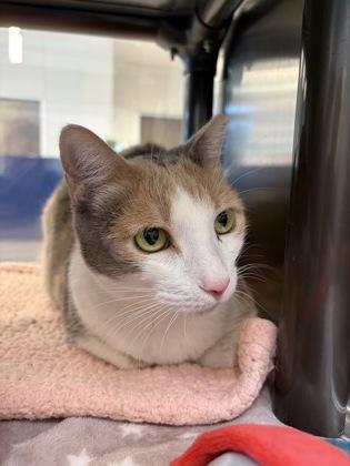 Sophie, Adoptable, Adult Female Domestic Short Hair & Domestic Short Hair.