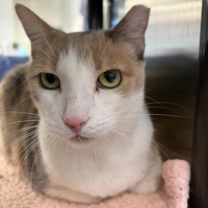 Sophie, a Adoptable mixed breed in Grapevine, TX image 2/3