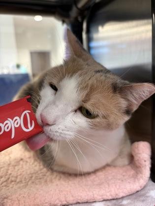 Sophie, a Adoptable mixed breed in Grapevine, TX image 3/3