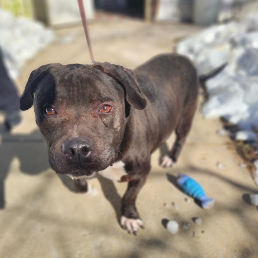 Dudley, a Adoptable Pit Bull Terrier in Stanley, VA image 2/3